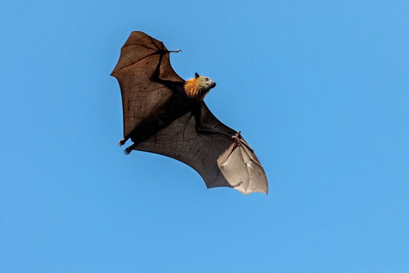 Urgent virus warning after 43 people bitten by bats in Australia in ...