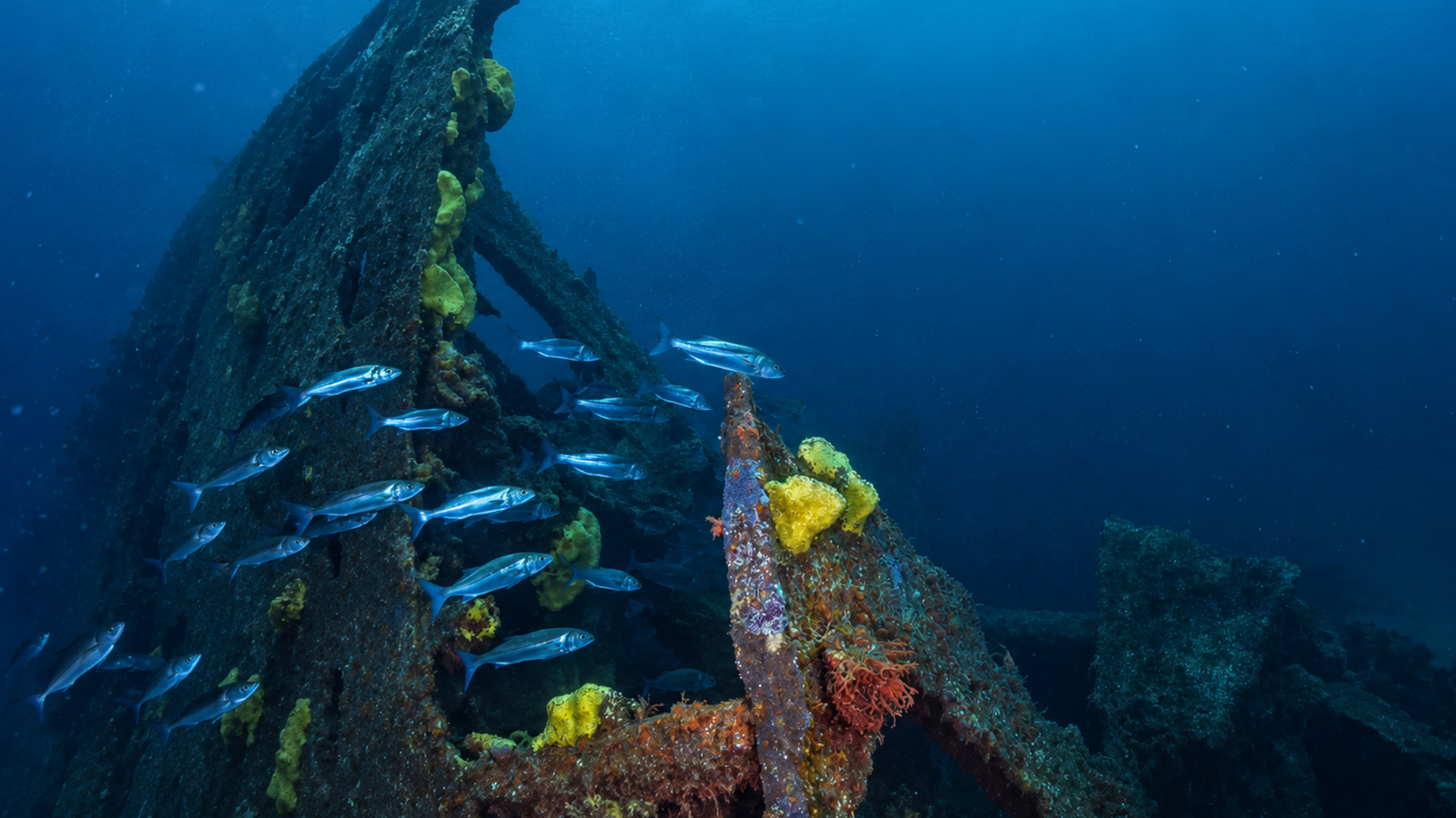 Fish now live among the remains of this ship