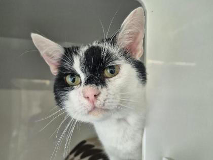 19 furry companions in the care of Blackpool RSPCA Longview that ...