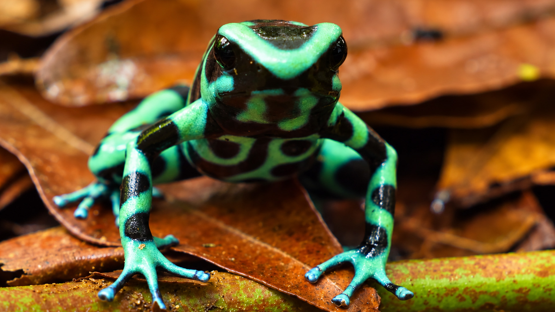 A close look at an Amazon poison dart frog