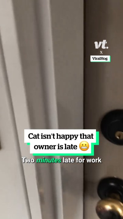 Cat isn't happy that owner is late