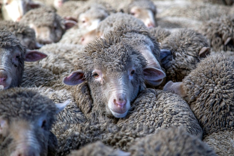 NZ bank in free speech row over 'explicit' sheep memes
