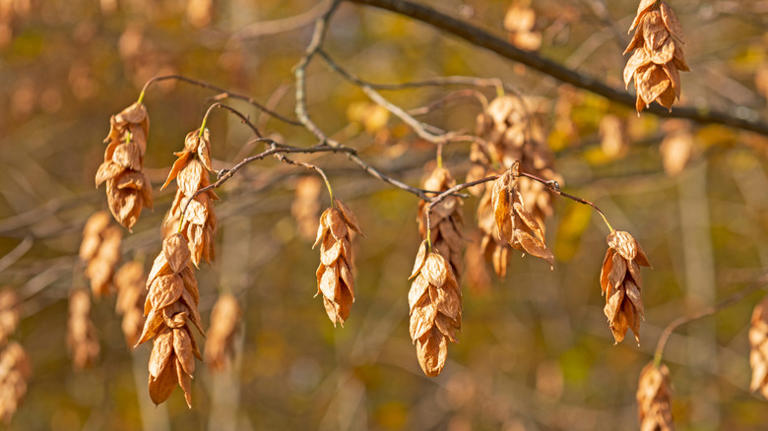 The easy-to-grow tree you can plant in fall that wildlife will flock to ...