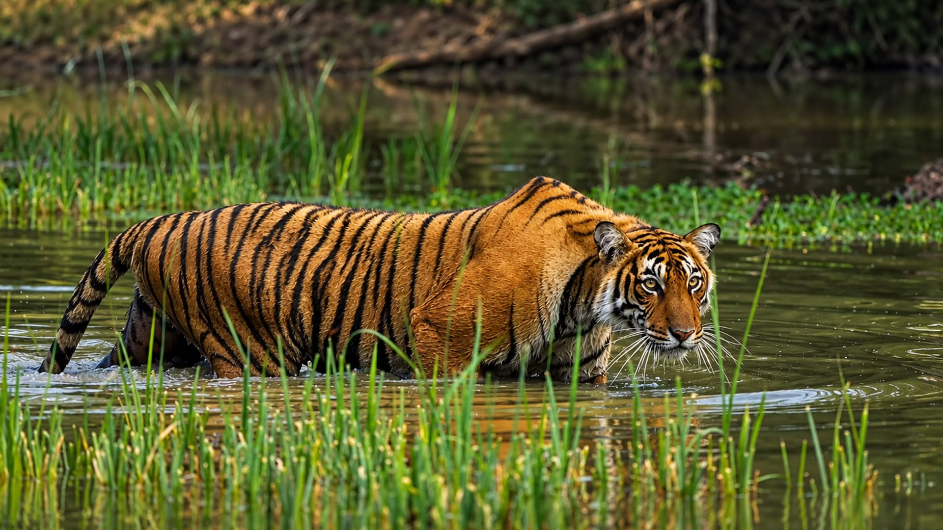Seekor harimau besar menyusuri rawa hutan