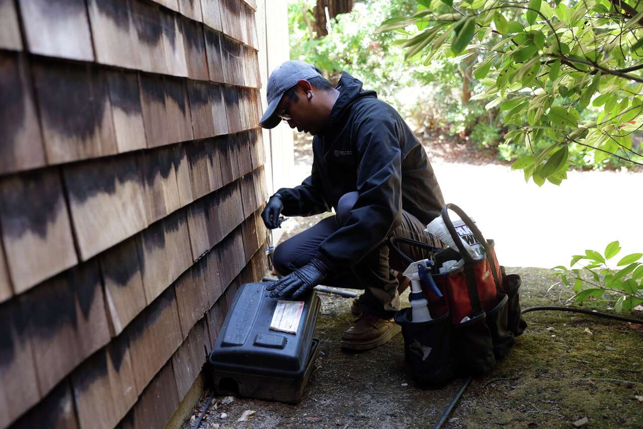 One Bay Area city ranked among the nation's most rodent-infested