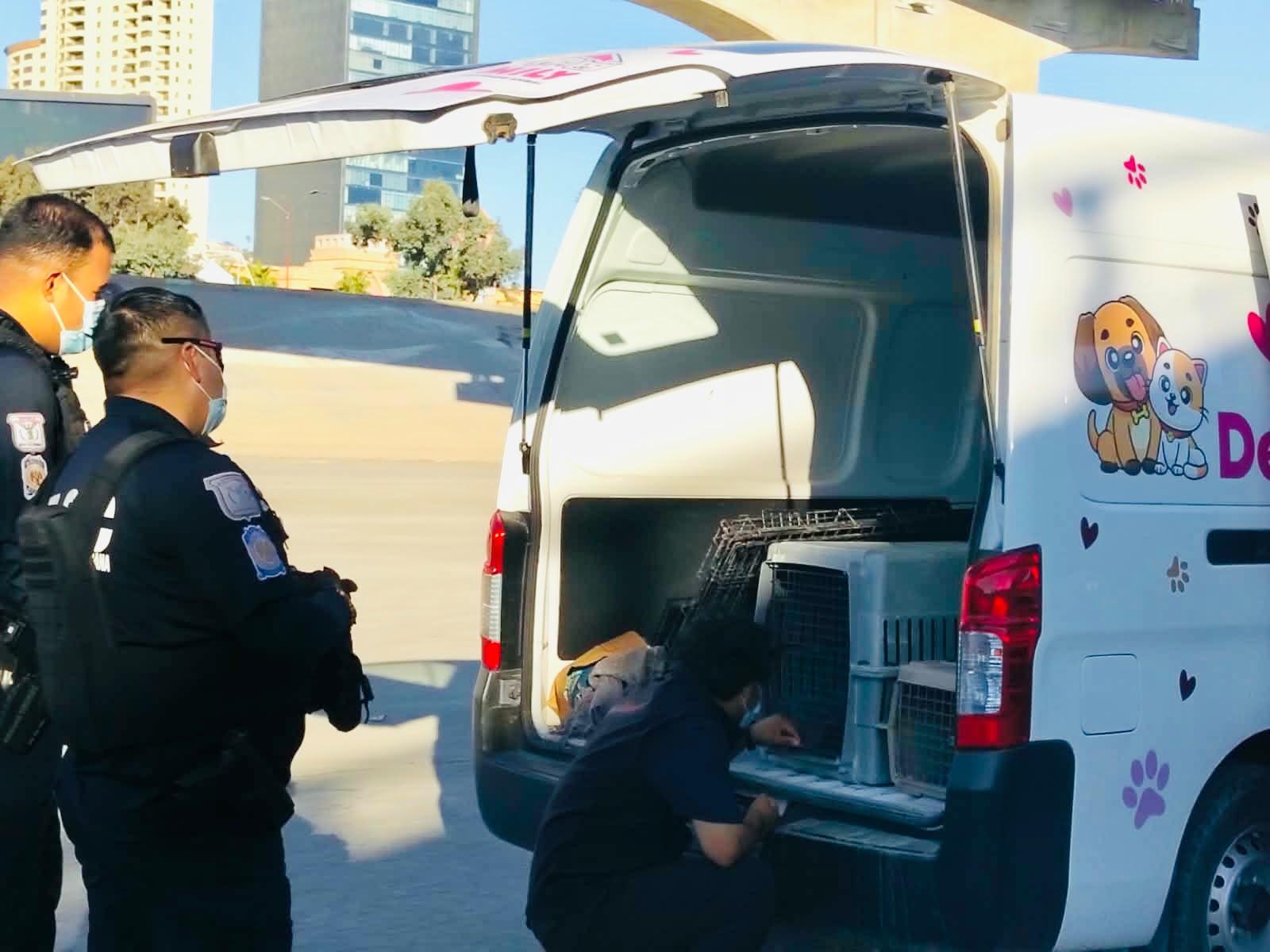 Rescatan a mascotas de la canalización del Río Tijuana ante llegada de ...