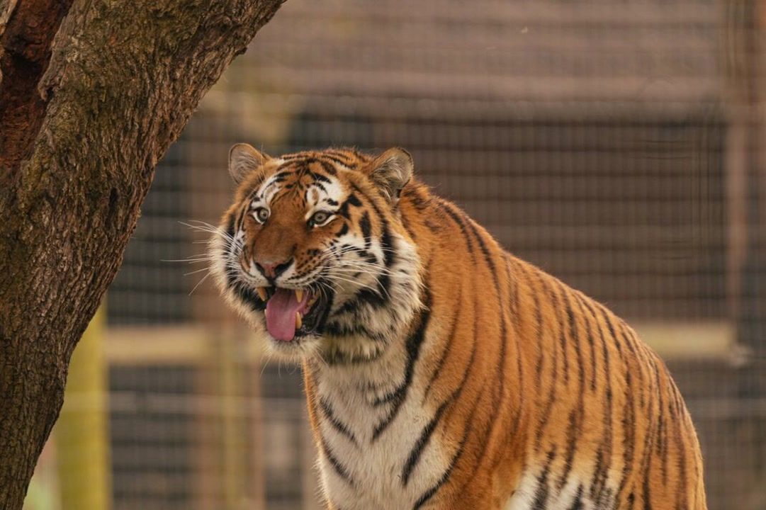 I took the last photo of the man mauled to death by a tiger - I saw ...