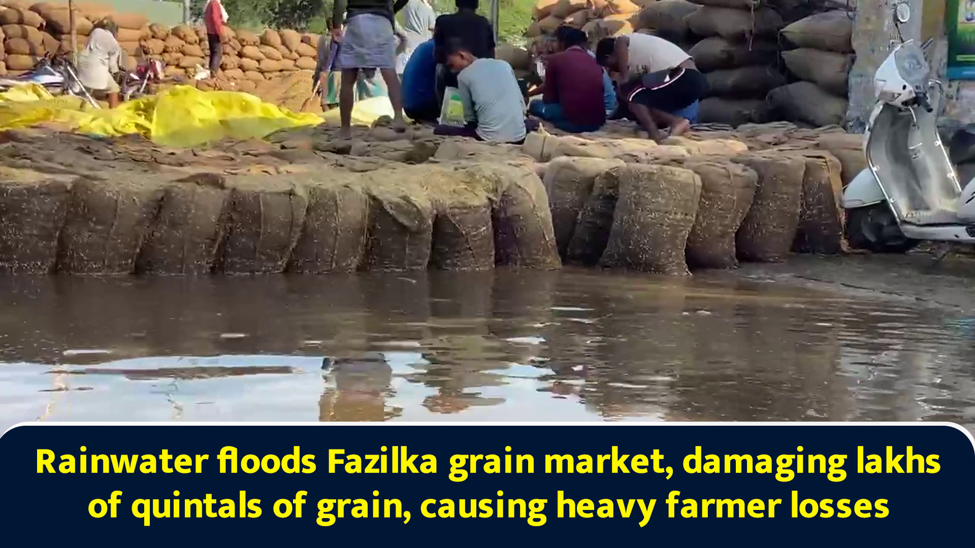 Rainwater floods Fazilka grain market, damaging lakhs of quintals of ...