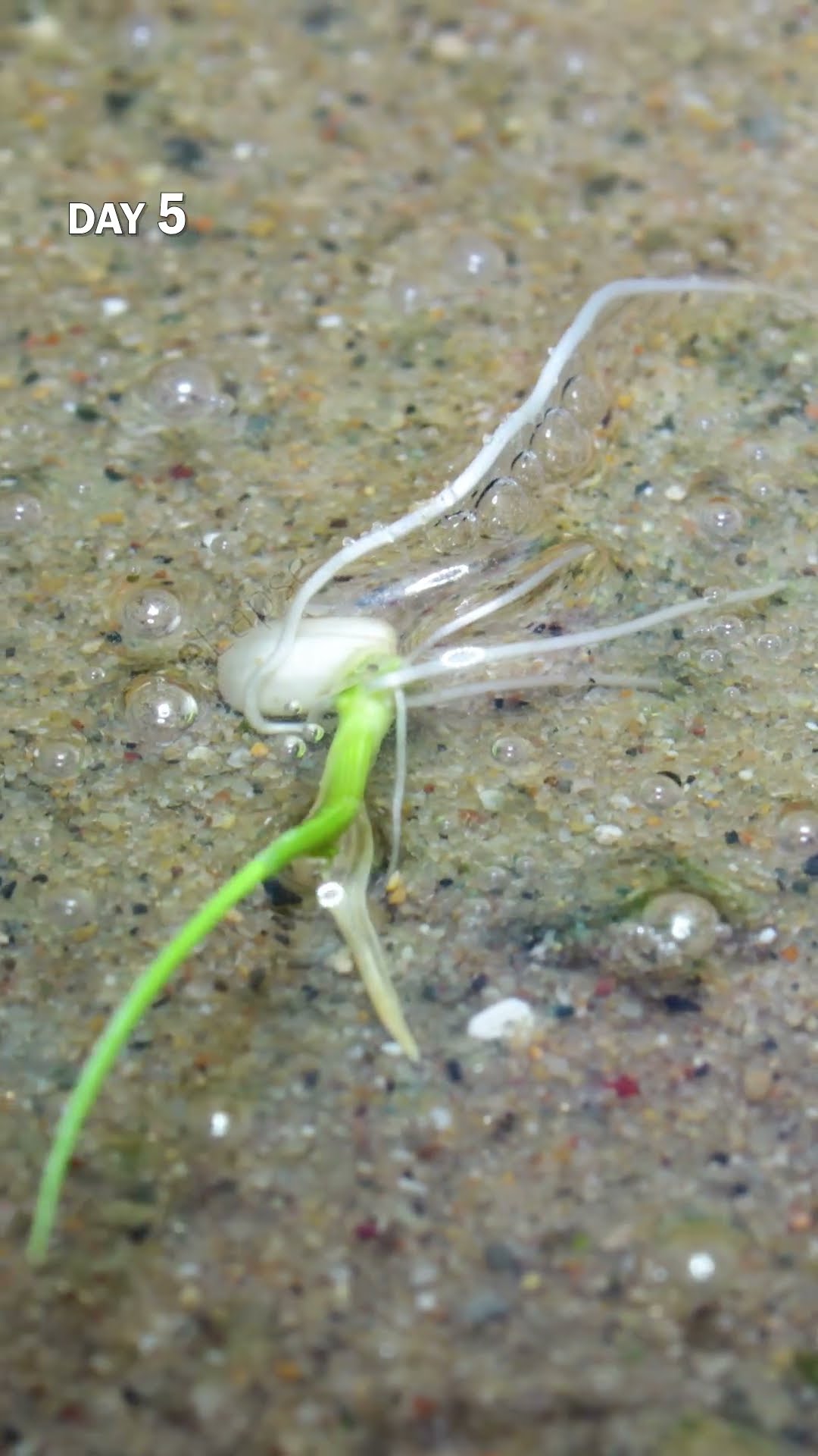 Can rice sprout without husk? (Time-lapse)