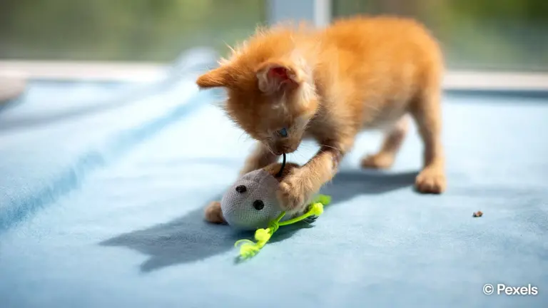 The hidden neuroscience of indoor cats: What staying inside does to ...