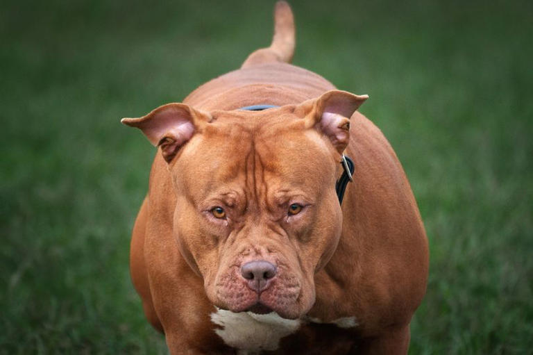 XL Bully to be destroyed after owner told him to get Bolton letting agent