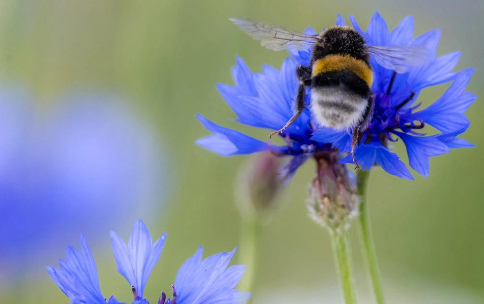 Why bees are more than just honey makers