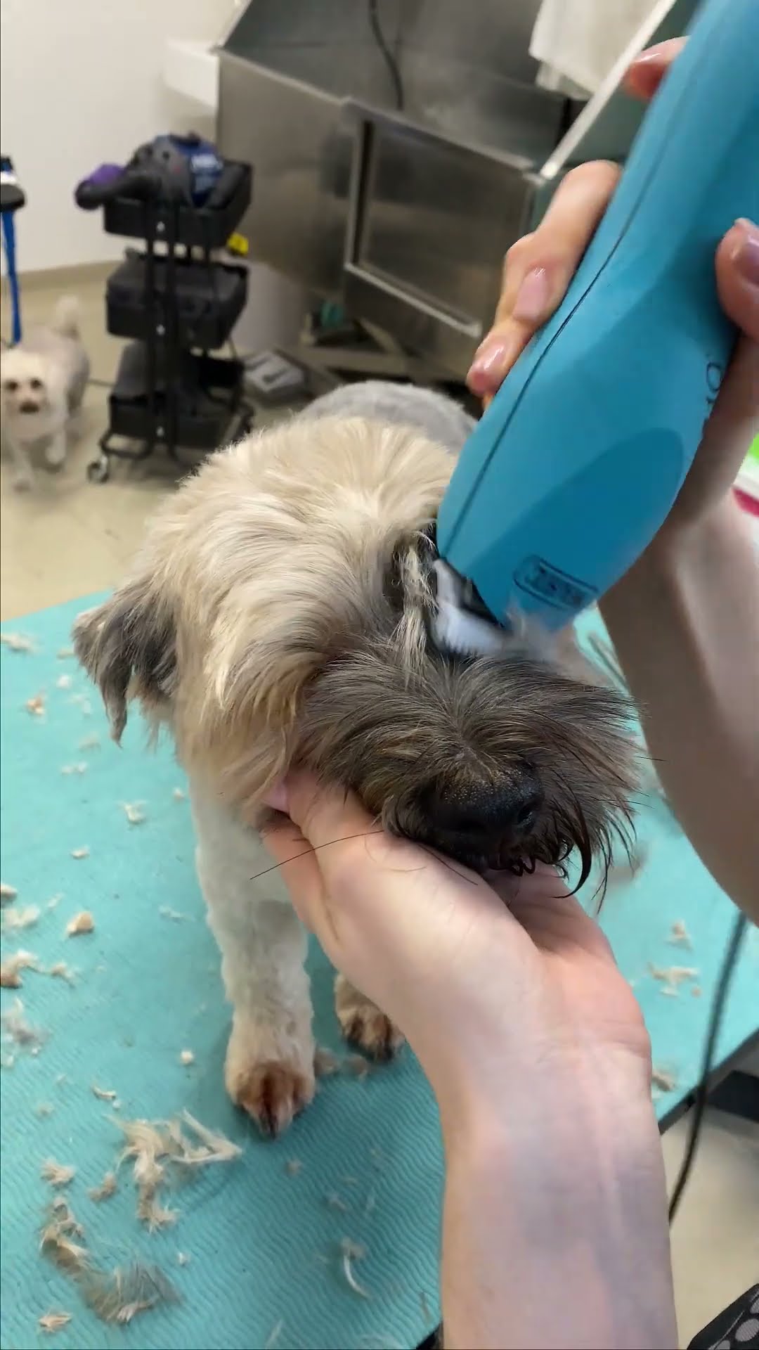 Yorkie grooming transformation: full dog bath & haircut start to finish!