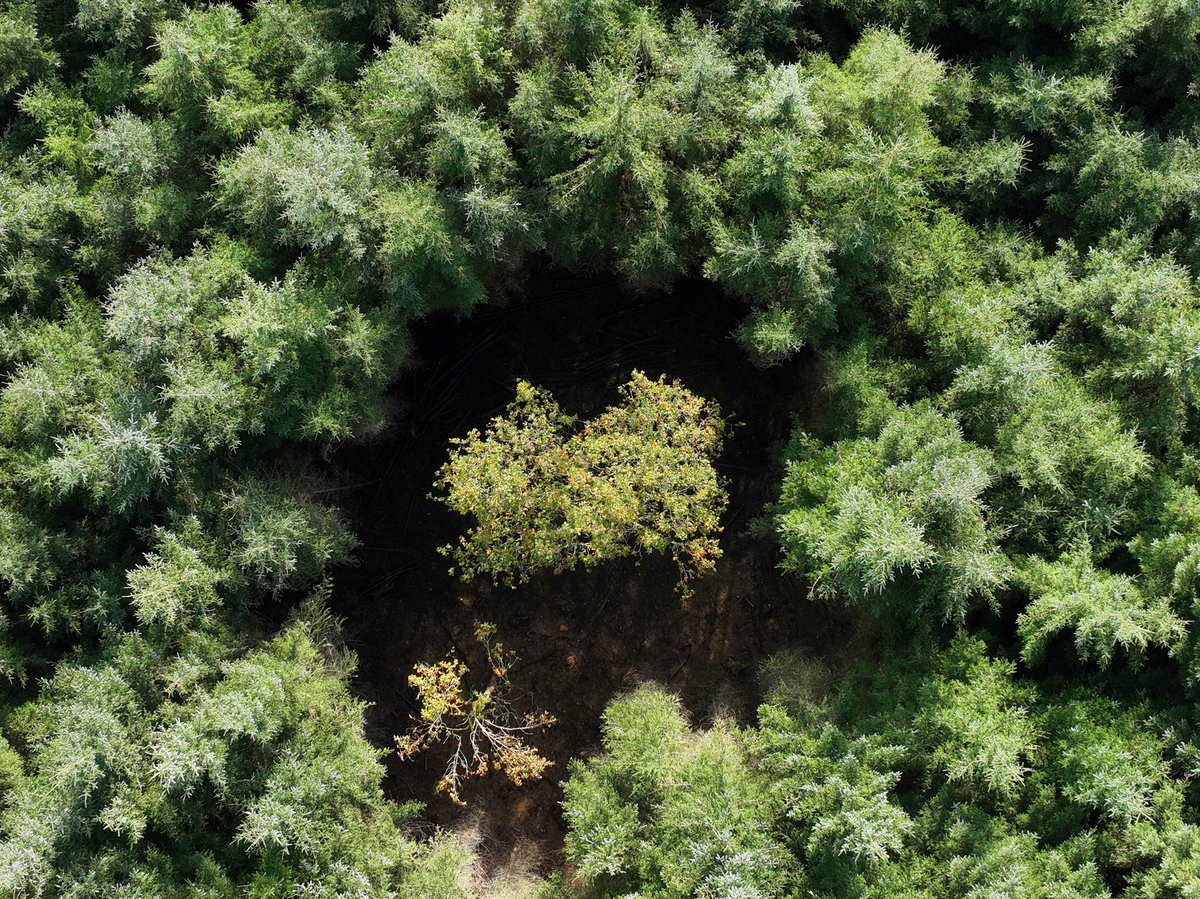 Climate change making rainforest restoration 'more complicated', expert ...