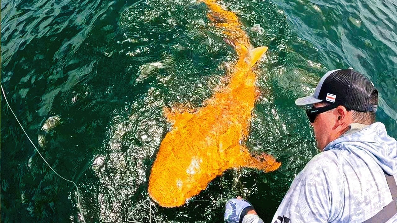 Orange shark caught in the ocean - scientists are shocked!
