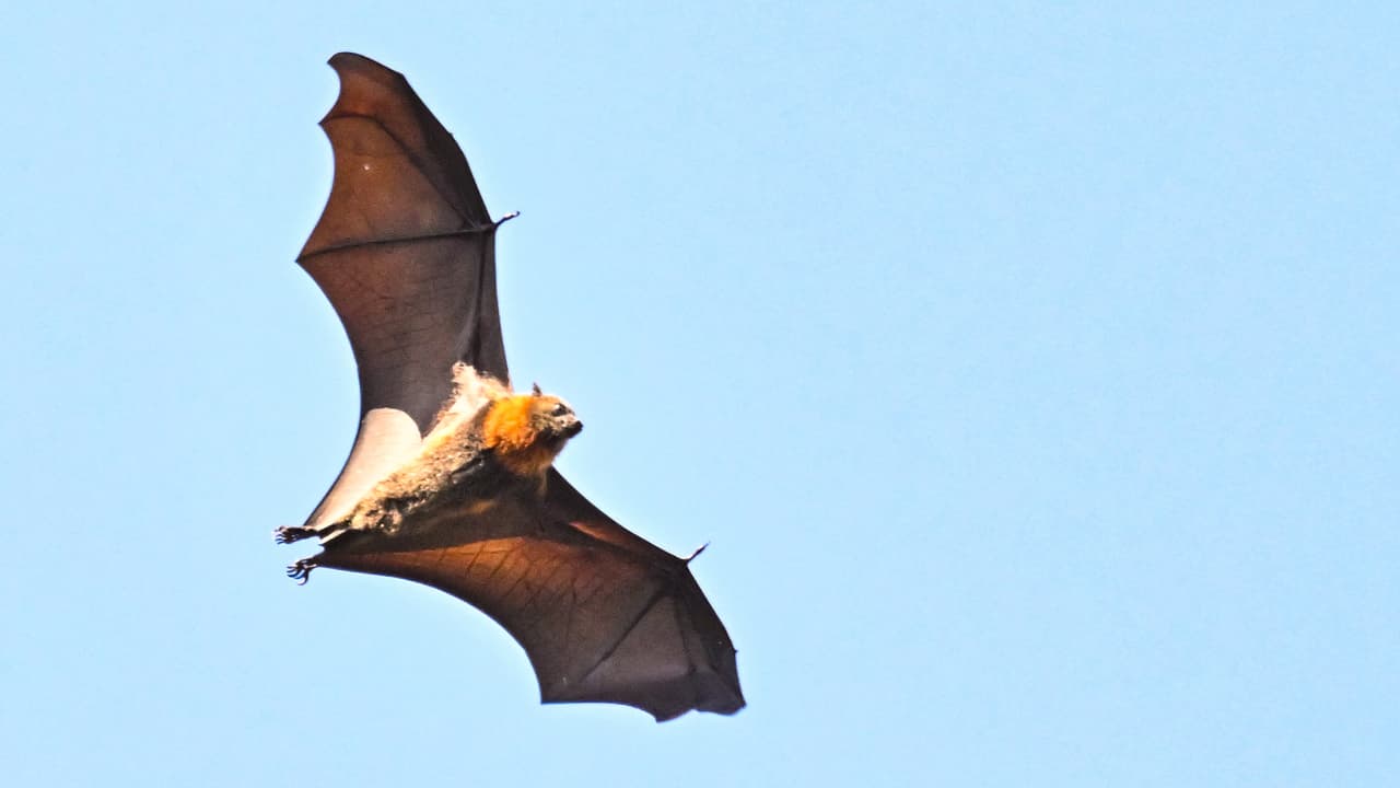 Major alert after dozens bitten by bats