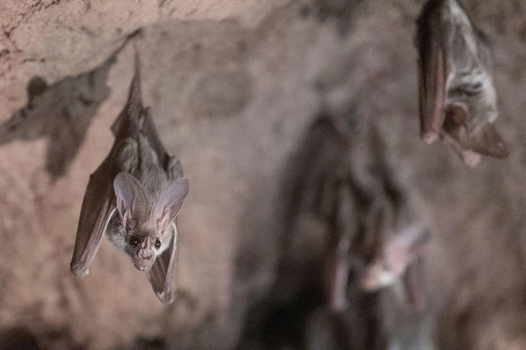 Urgent virus warning after 43 people bitten by bats in Australia in ...