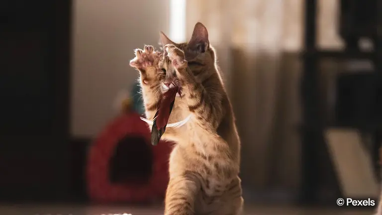 The hidden neuroscience of indoor cats: What staying inside does to ...