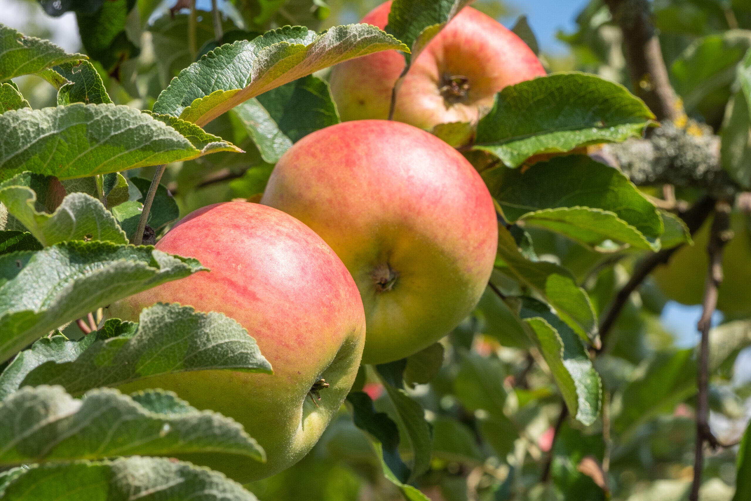 Ein Apfel pro Tag? Welche Sorte am gesündesten ist