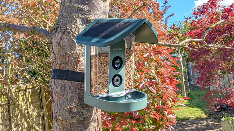 Every winter, chickadees freeze in the cold: here is how to protect ...