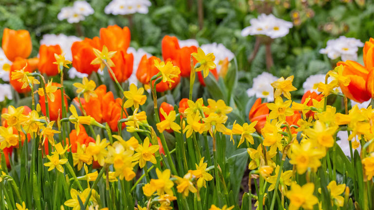 Plant daffodil bulbs in October for beautiful blooms in the spring