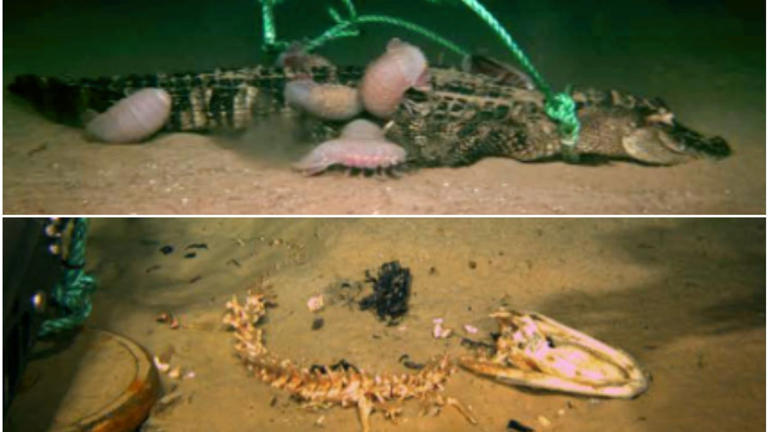 Scientists discover monstrous new breed of 'zombie worms' that can ...