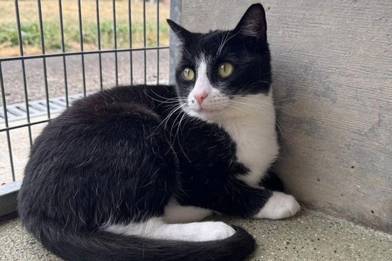 Urgent plea issued after animals found crammed inside home