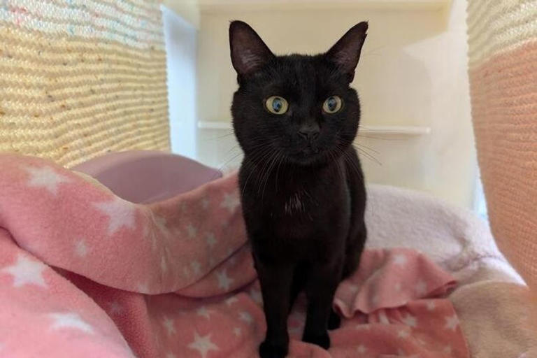 Urgent plea issued after animals found crammed inside home