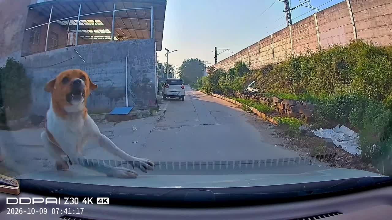 Mission impawsible: Dog avoids being run over by leaping onto car's hood
