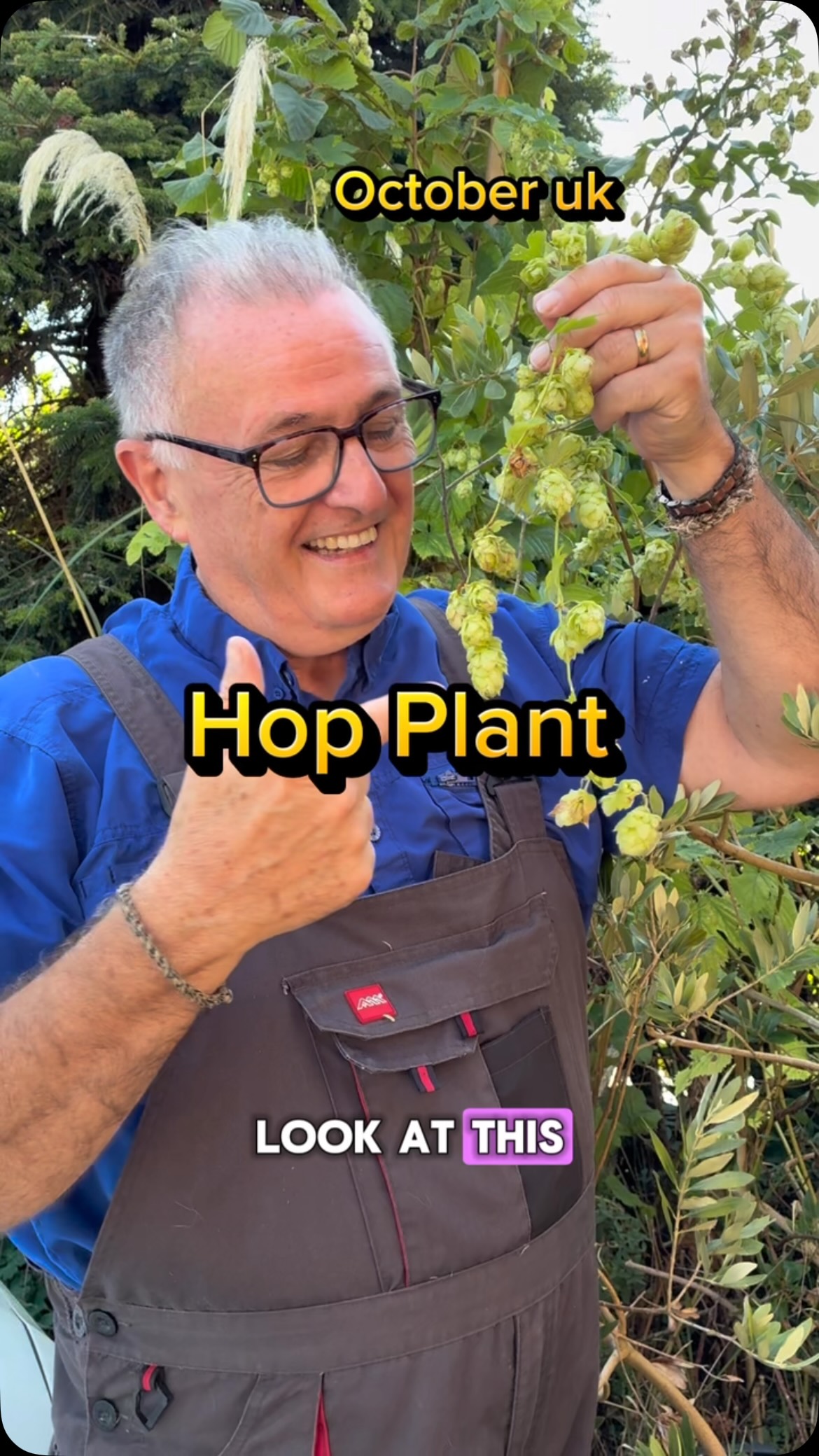 Growing hop plants in your home garden