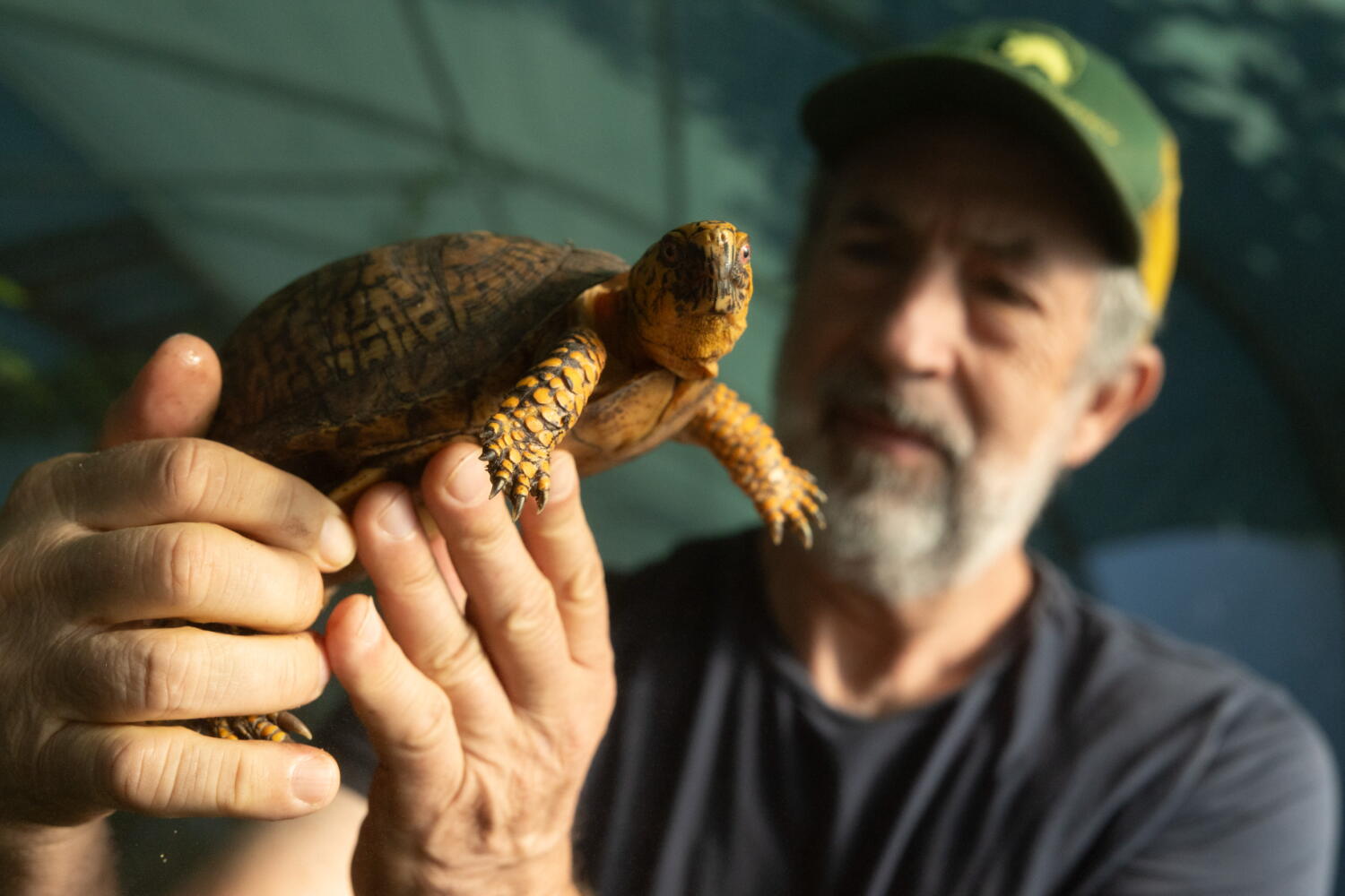 How LA became a turtle smuggling hot spot, pushing this rescue group to ...