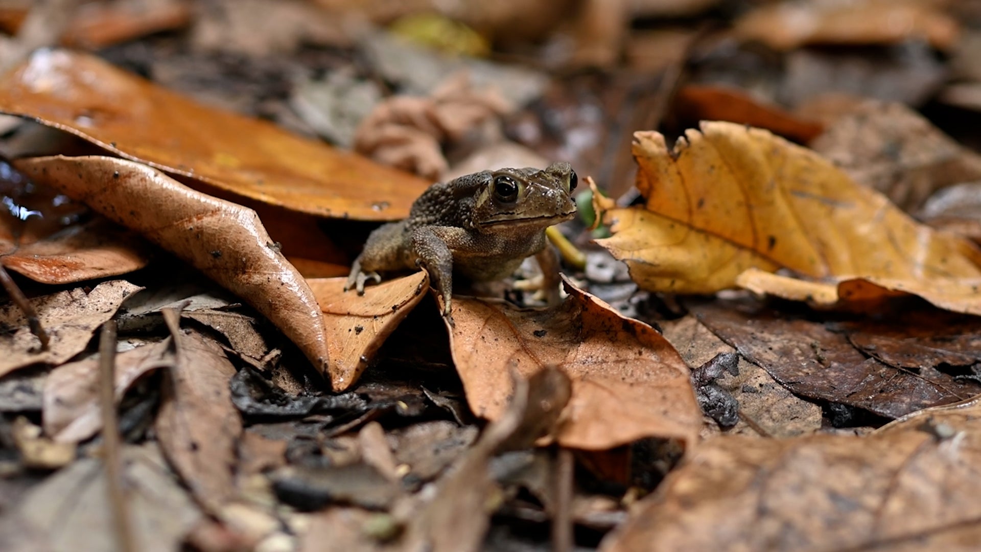 4 signs your backyard just became a fall wildlife hot spot