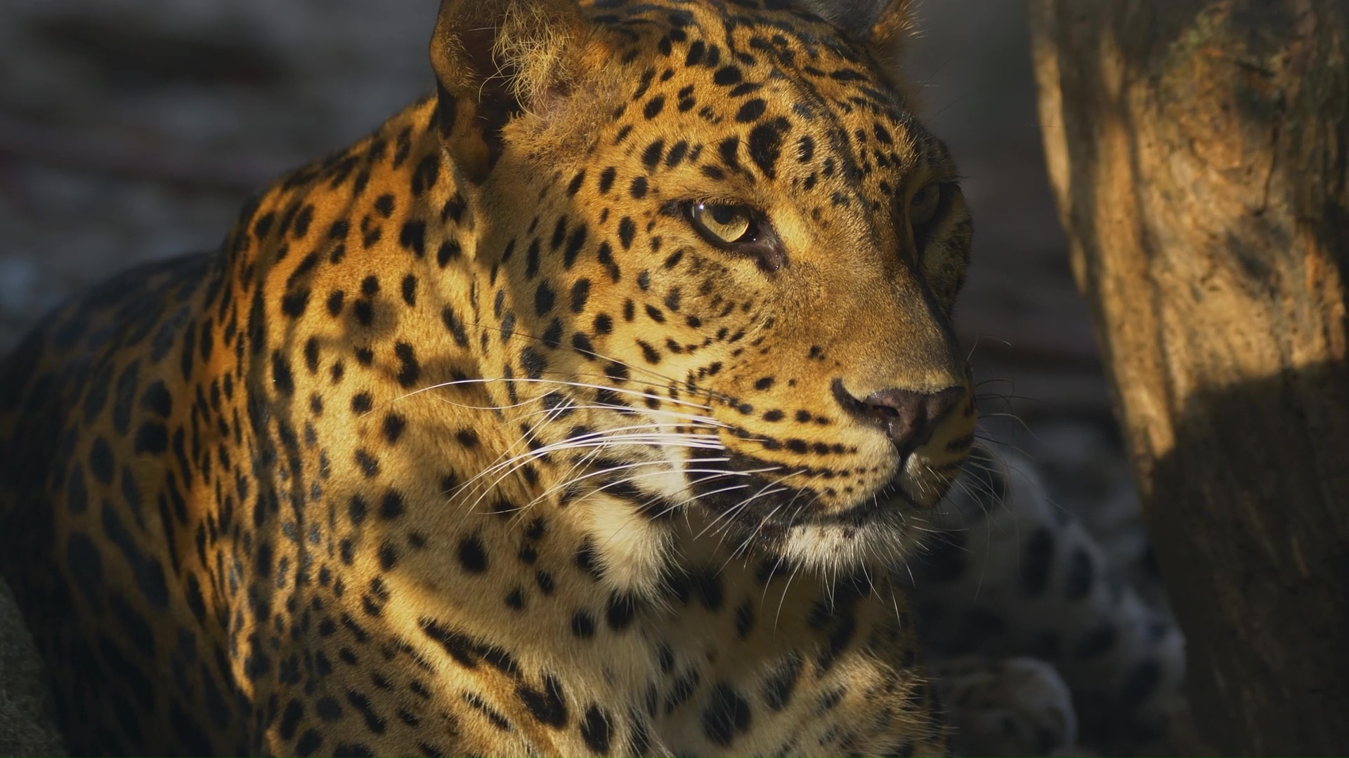 I captured a beautiful leopard resting in the shadows