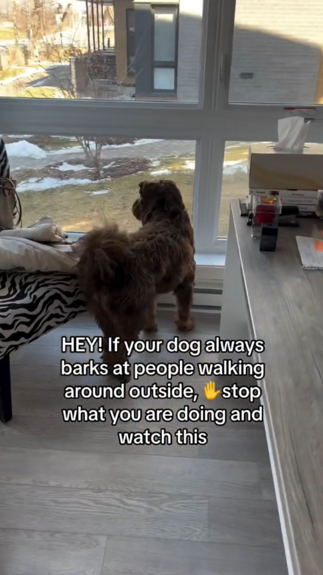 The essential dog command every owner should teach