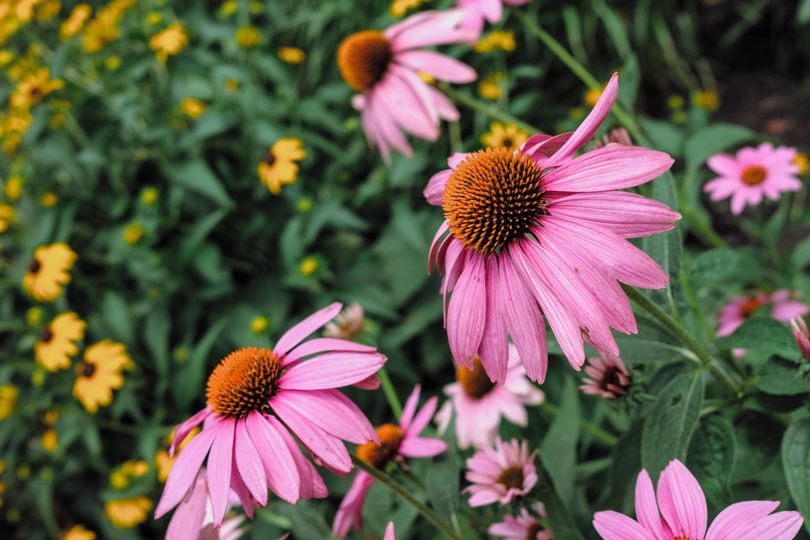 Doctor says natural extract can cut chance of getting a cold in half