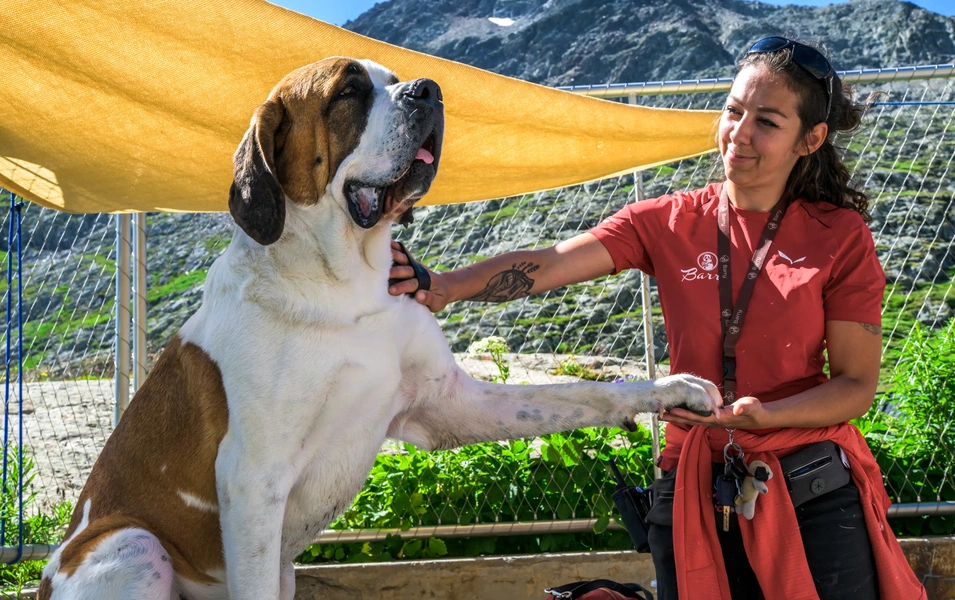 Study reveals 10 dog breeds with shortest life expectancy