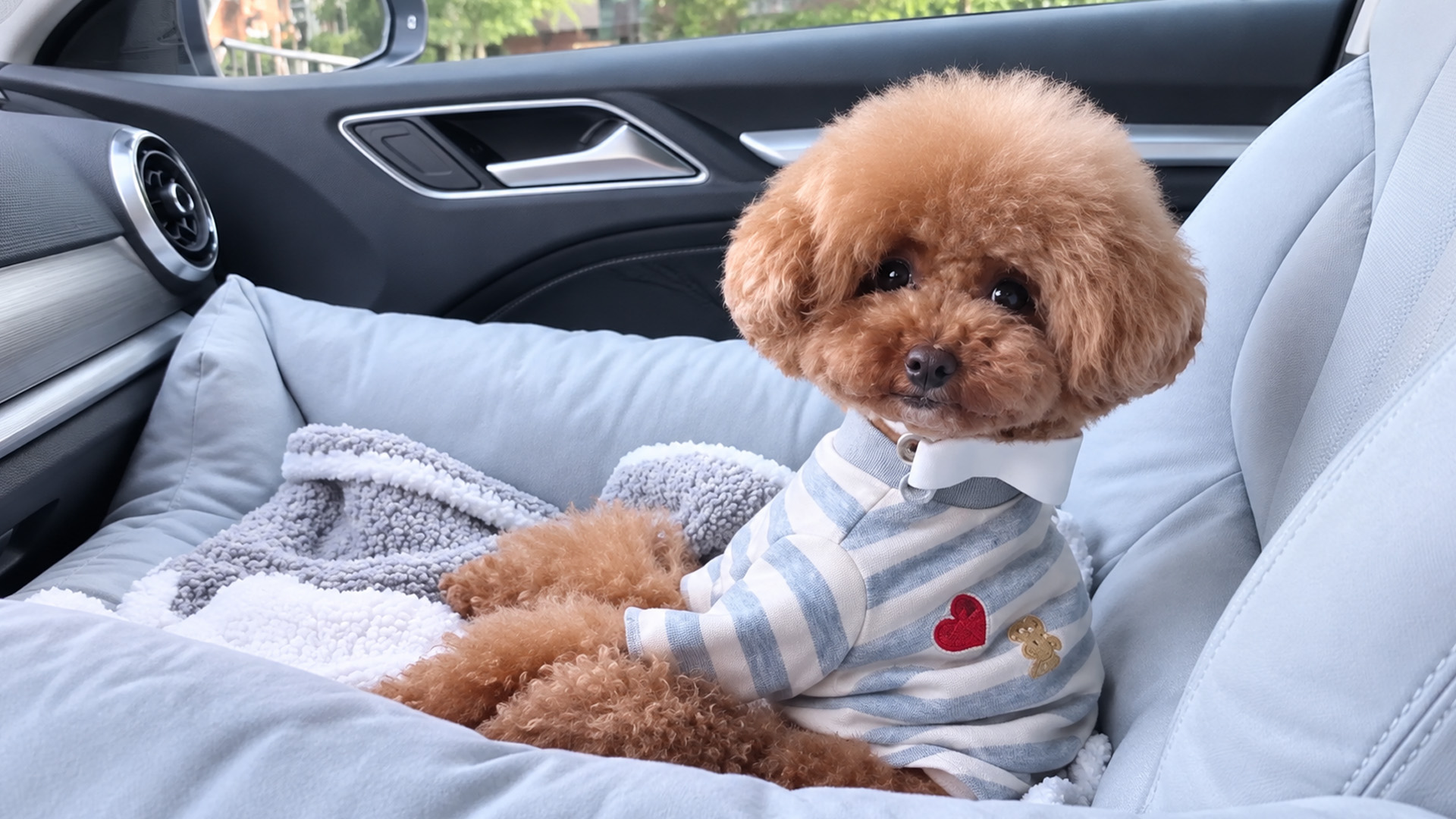 Poodle gets the VIP treatment before leaving home