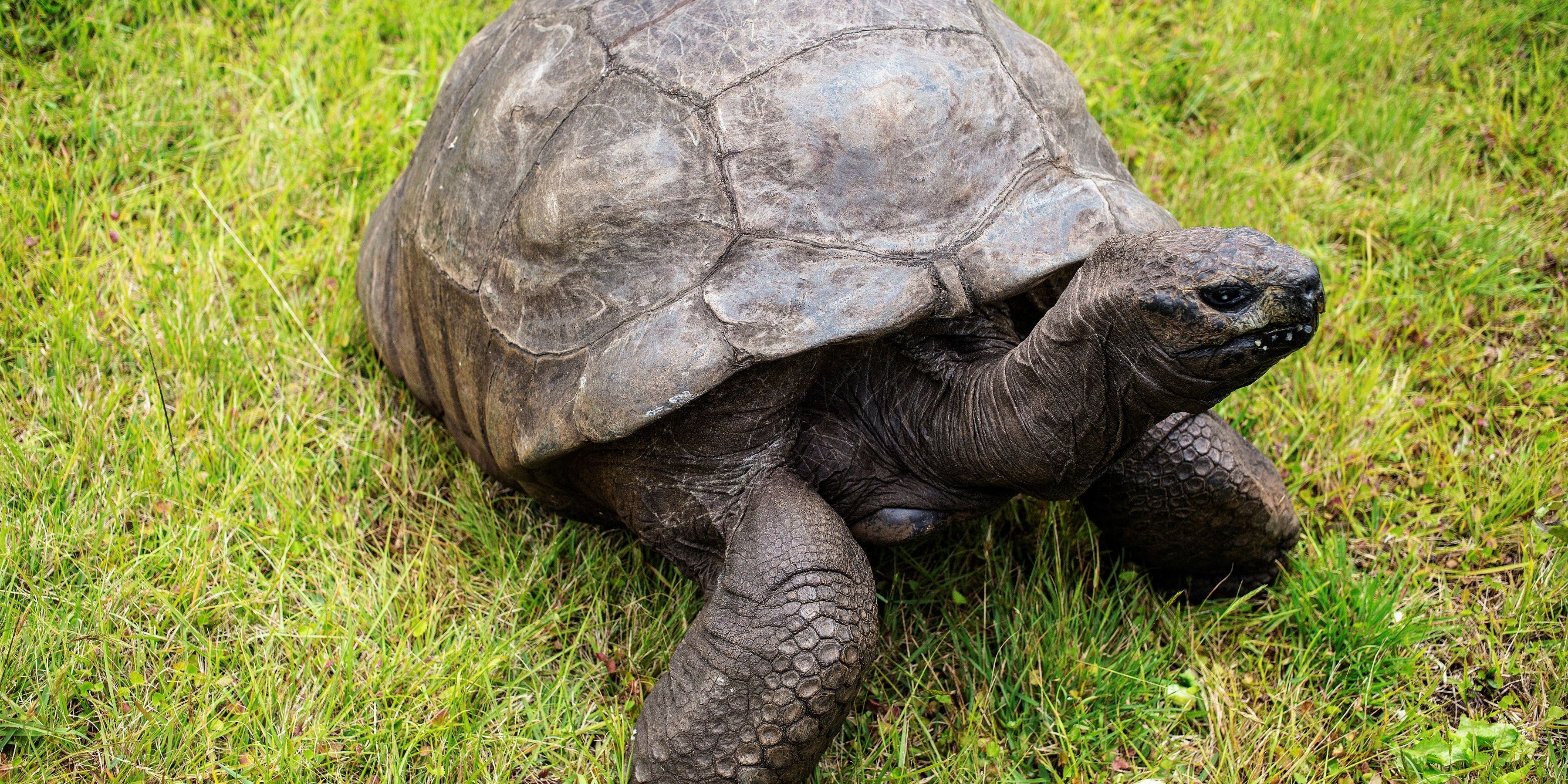 Forscher entschlüsseln DNA von Rekord-Schildkröte Jonathan (194)