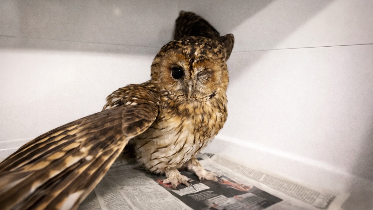 She survived being hit by a car... then vets found something deep ...