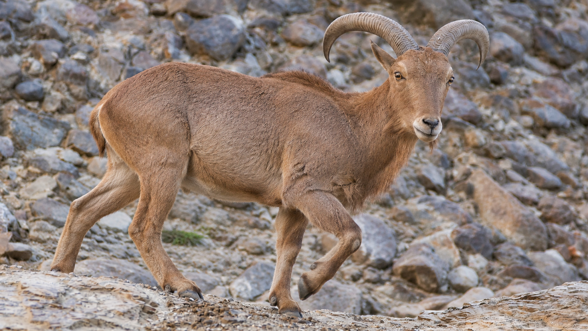 À travers ce terrain difficile, un mouflon à manchettes a trouvé son chemin
