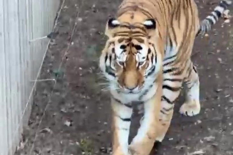 Tiger attack victim's hand signal explained as he 'used sign language ...