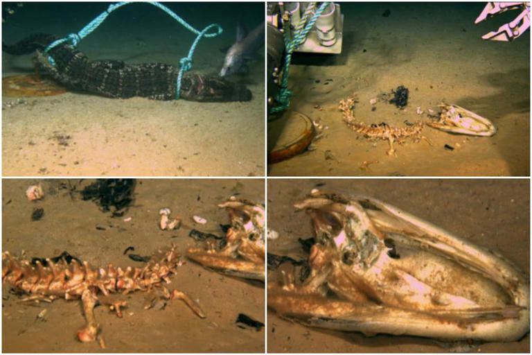 Scientists discover monstrous new breed of 'zombie worms' that can ...