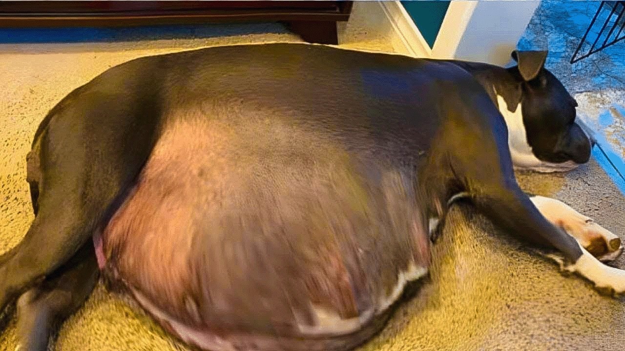 Nobody expected these puppies to survive. What happened next is a miracle