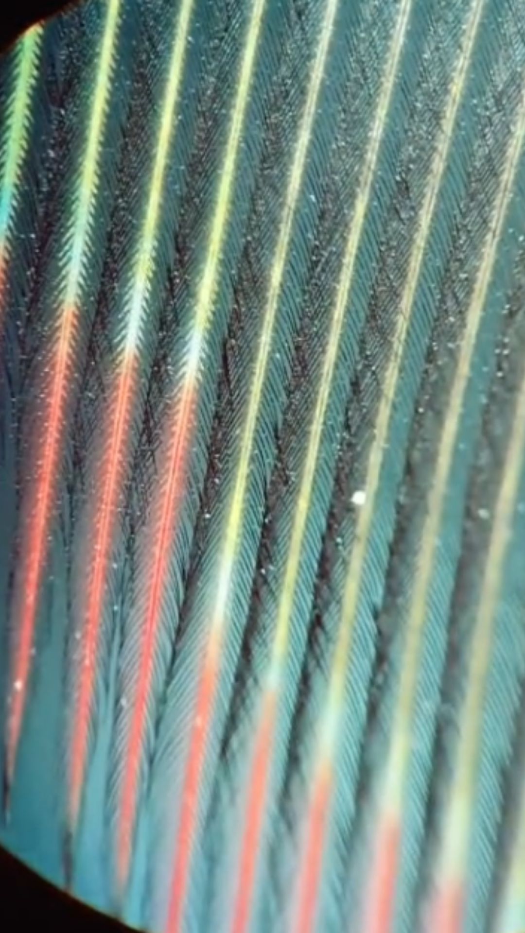 Parrot feather under a microscope