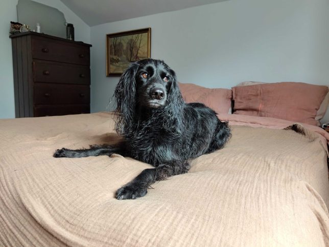 We caved and let the dog in our bed – but this compromise is saving our ...