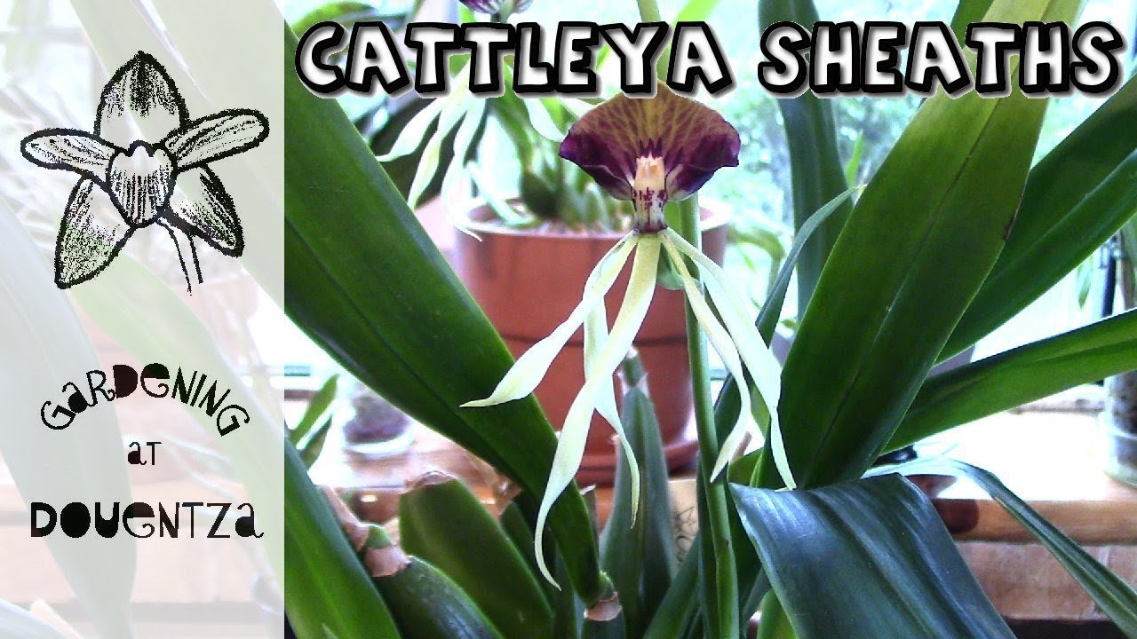 Tracking cattleya orchid growth from sheaths to flower spikes