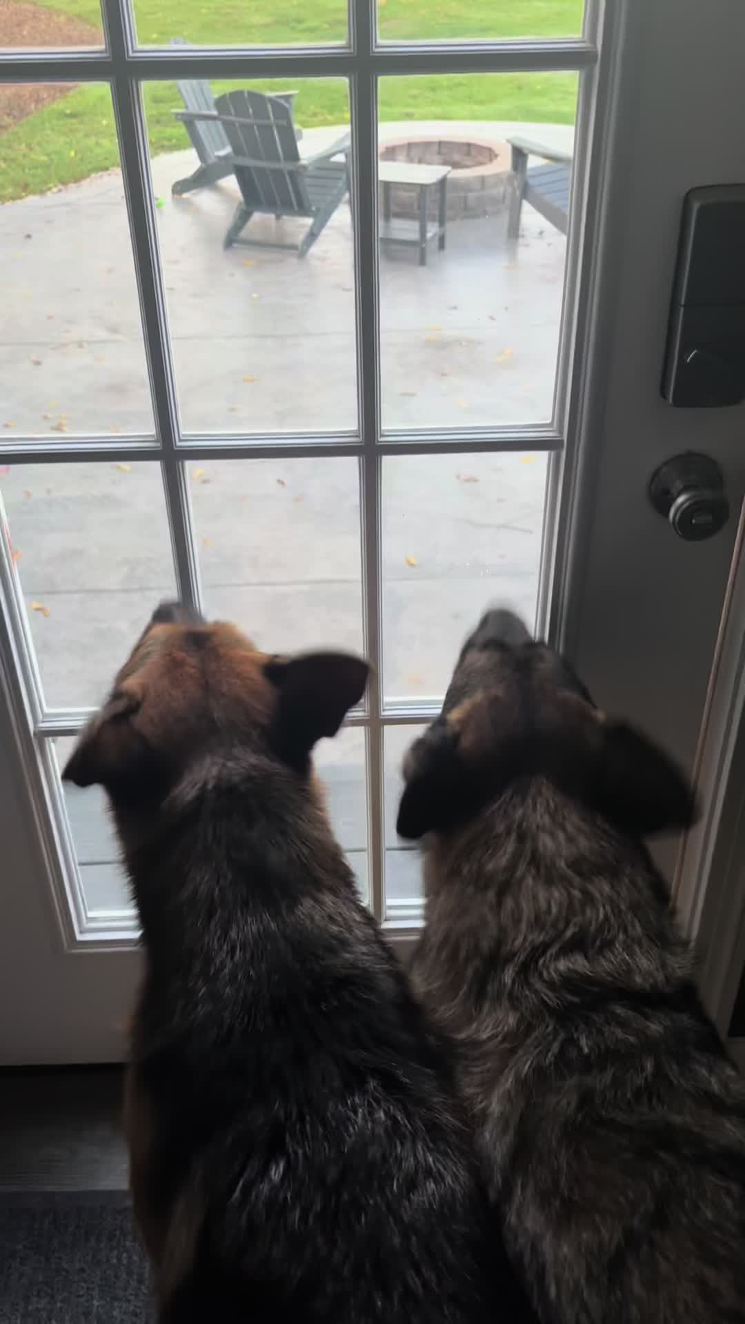 These dogs chase deer around the yard but the ending is always the same
