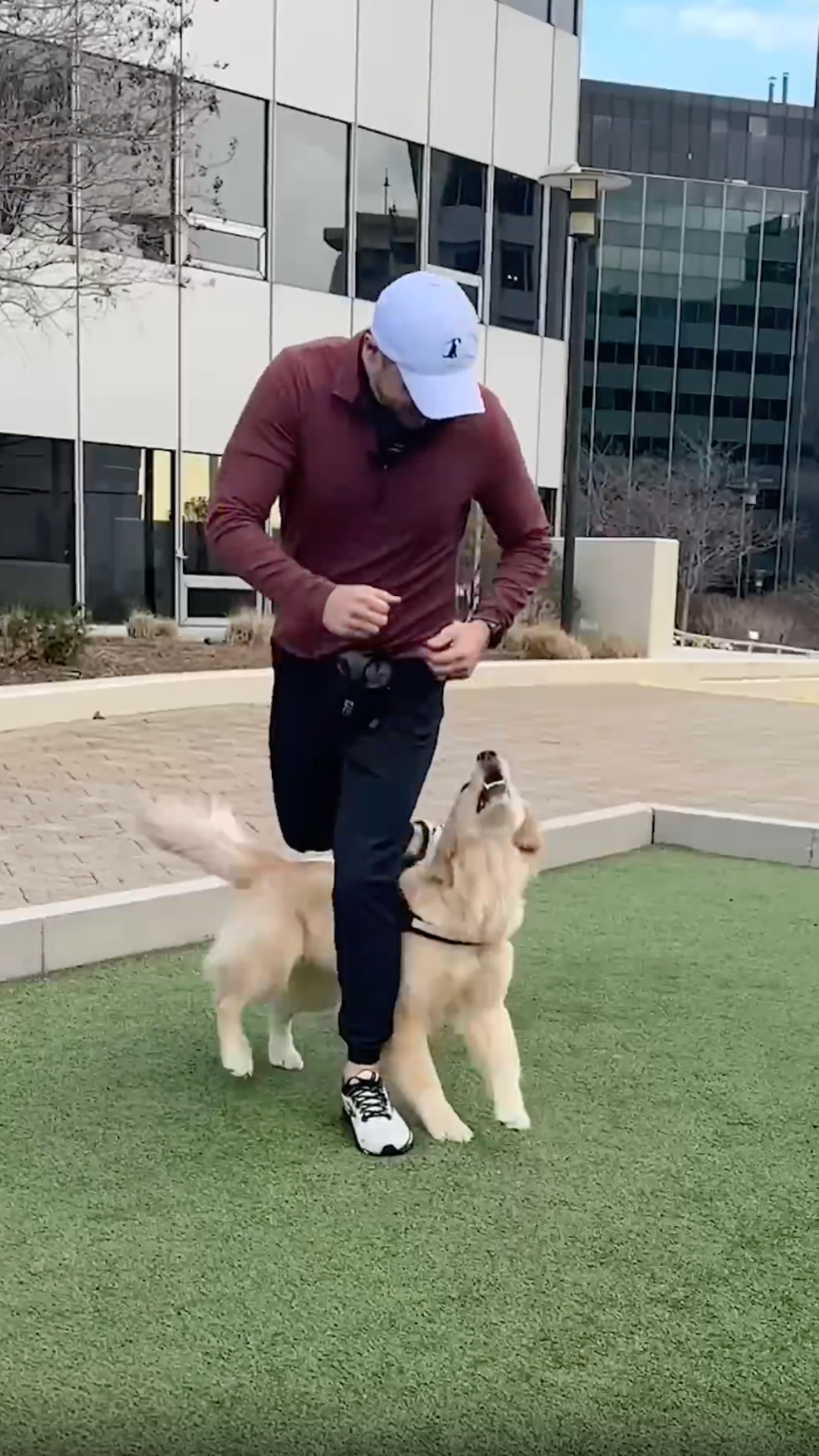 How trick training builds a bond with a golden retriever