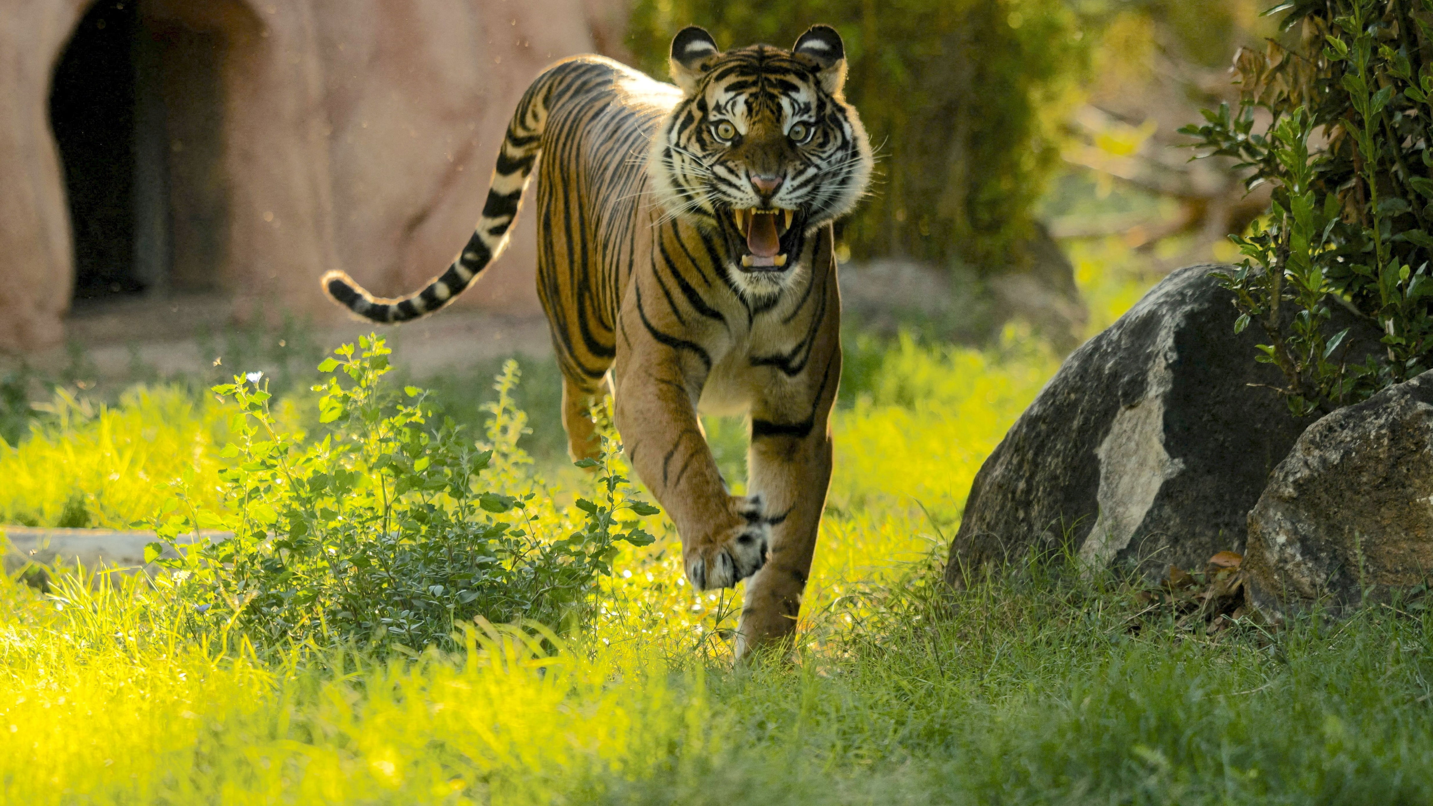 Disturbing new details emerge in deadly tiger attack at zoo
