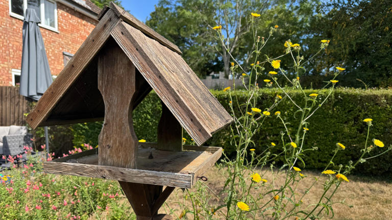 Every winter, chickadees freeze in the cold: here is how to protect ...